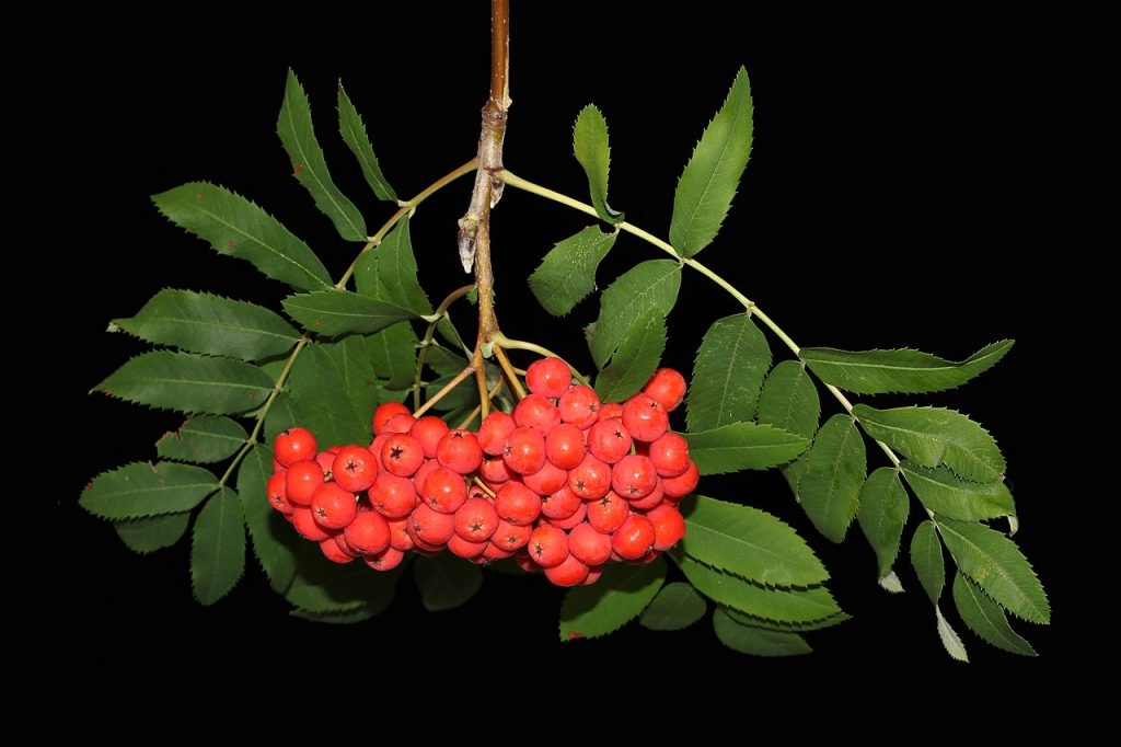 Cluster of red rowan berries and green pinnately compound, serrate leaves