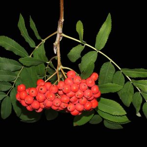 Cluster of red rowan berries and green pinnately compound, serrate leaves