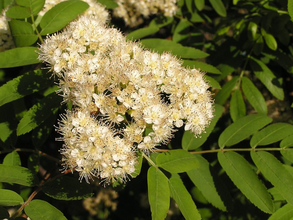 Cluster of small white rowan flowers and serrate, pinnately compound leaves