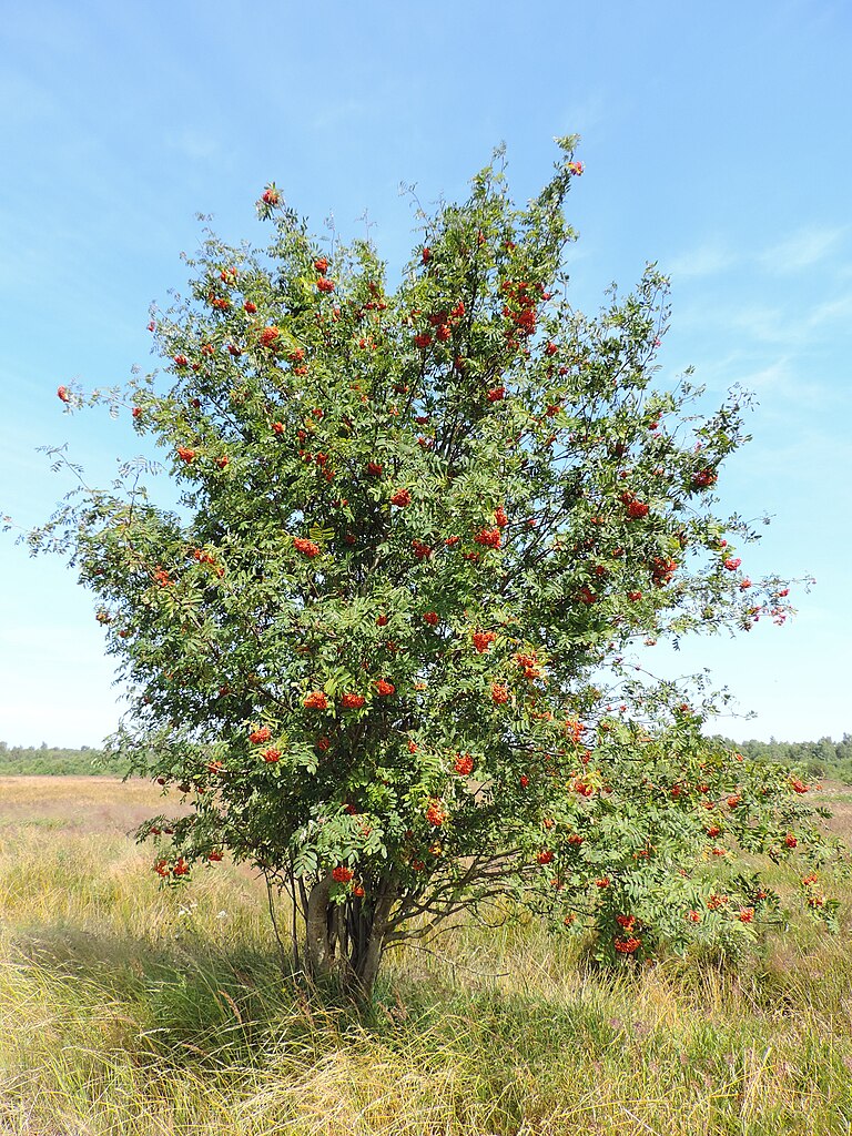 Sorbus aucuparia in Dźwirzyno near Kołobrzeg, NW Poland