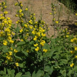 leaves and yellow pea family flowers