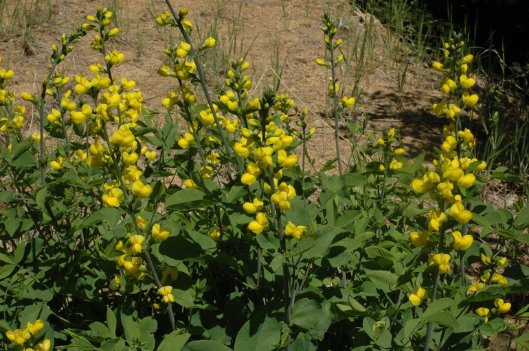 leaves and yellow pea family flowers