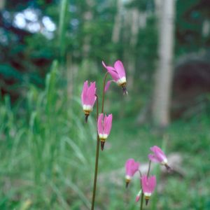 side view of flower spikes