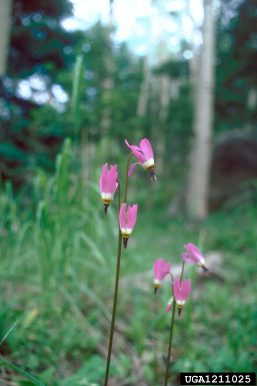 side view of flower spikes