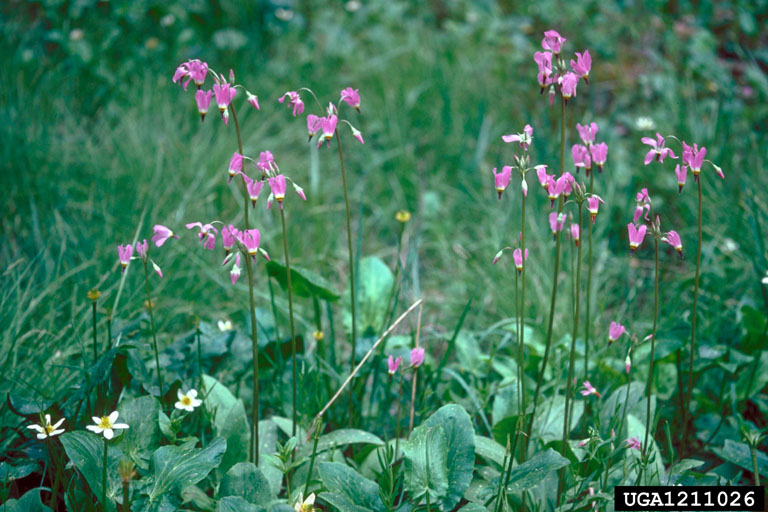 whole plants in cluster