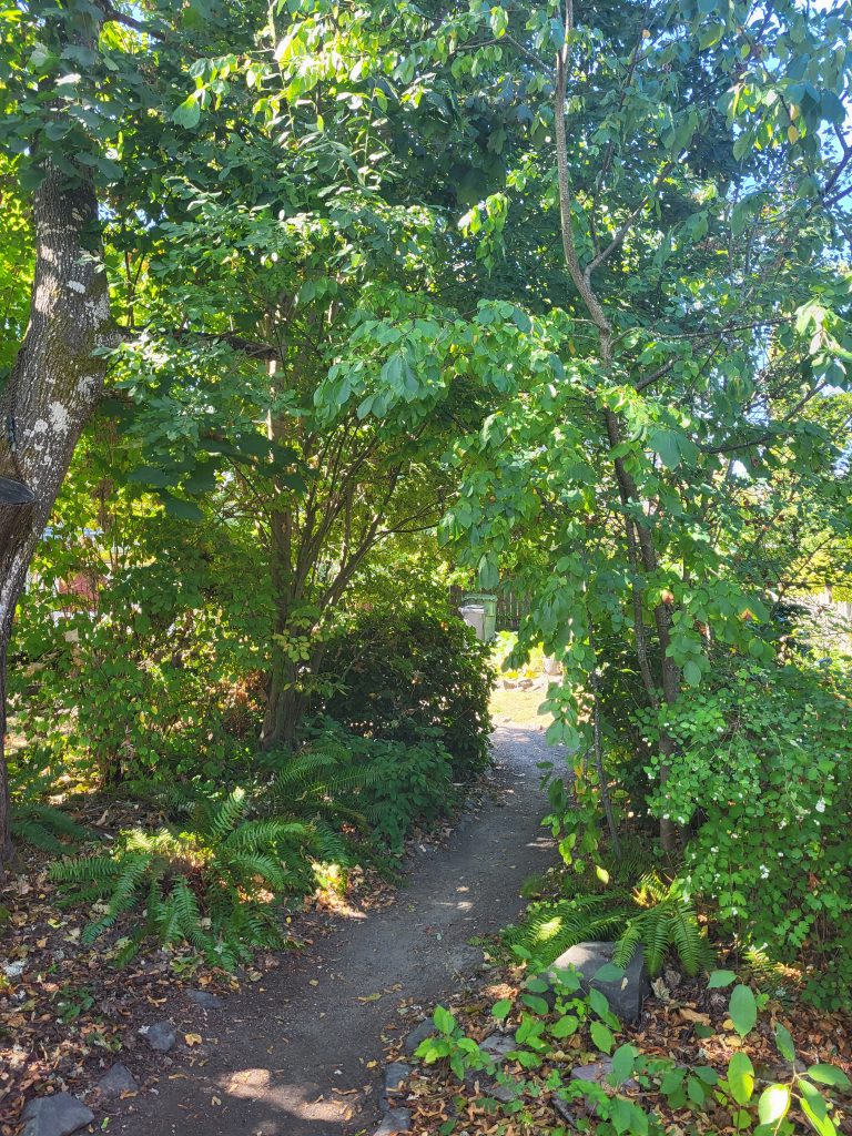 rock lined path with minimal lawn after years of plant establishment now with sword fern, snowberry and many other native species