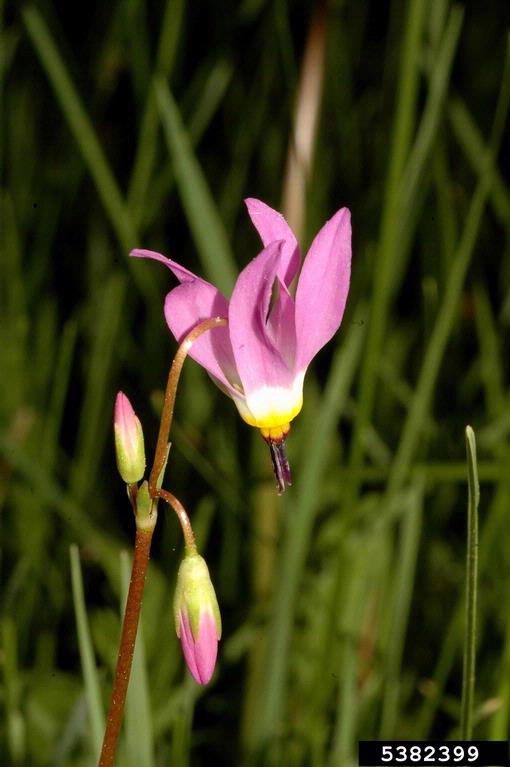 up close side view of shooting star flower