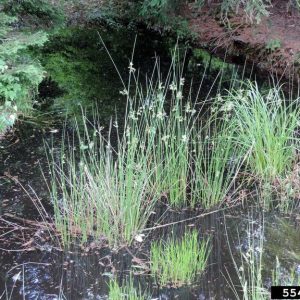 bunches of soft rush growing in standing water