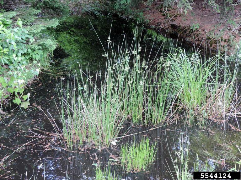 bunches of soft rush growing in standing water