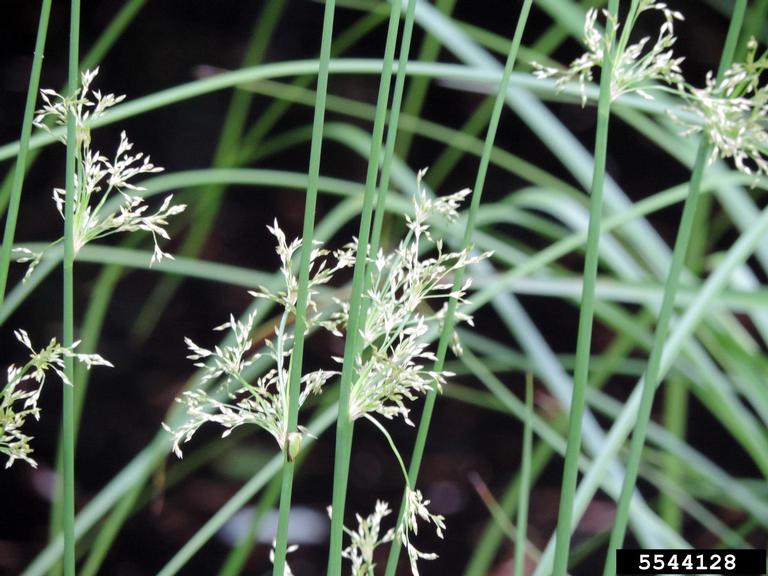 inflorescence of soft rush