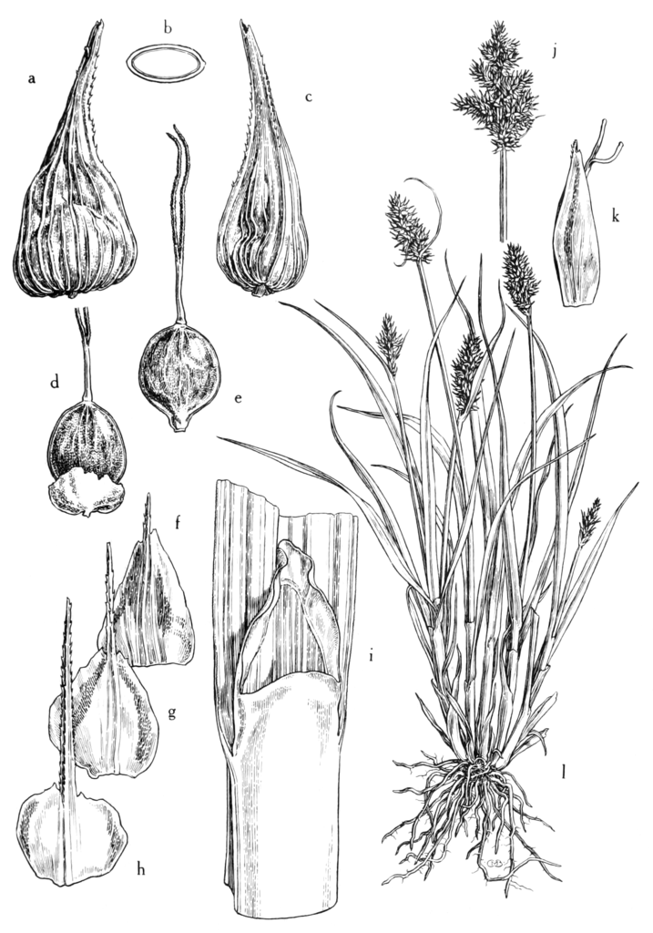 illustration of sawbeak sedge