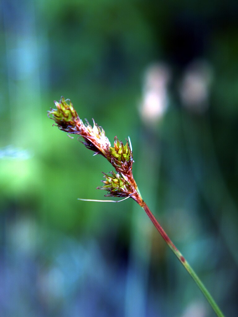 seed head of carex stipata