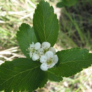 Crataegus suksdorfii, a triploid form, Castlegar BC, Canada