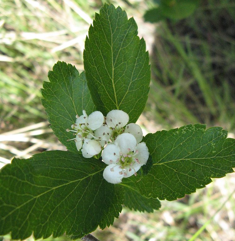 Crataegus suksdorfii, a triploid form, Castlegar BC, Canada