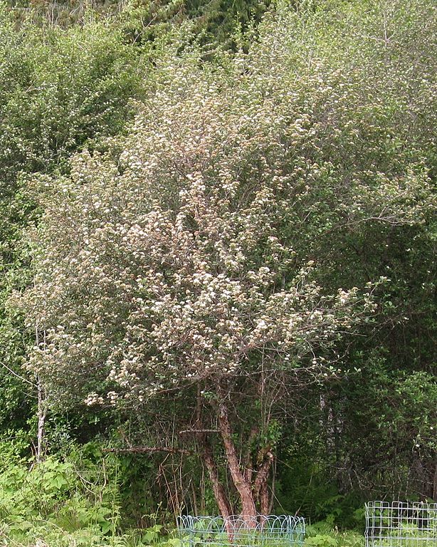 Crataegus suksdorfii, a triploid form, Slocan Park BC, Canada.