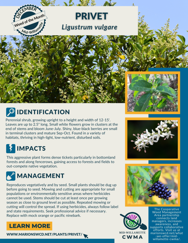 an 8.5 x 11 flyer for the November Weed of the Month: Common Privet