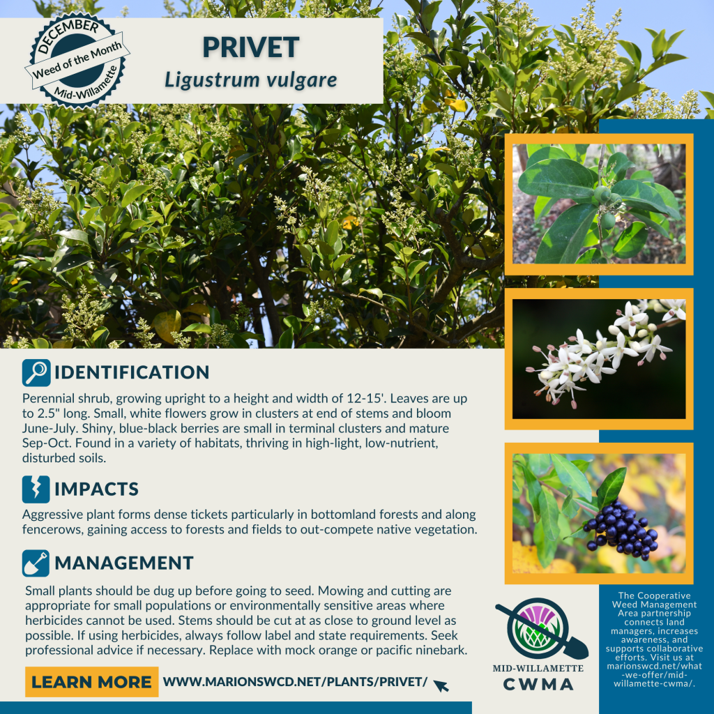 a square graphic for the December 2024 Weed of the Month: Common Privet. 