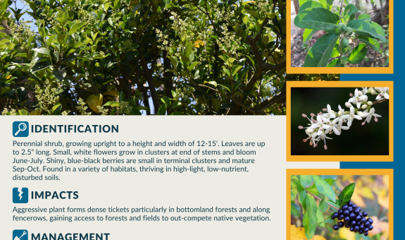 a square graphic for the December 2024 Weed of the Month: Common Privet.