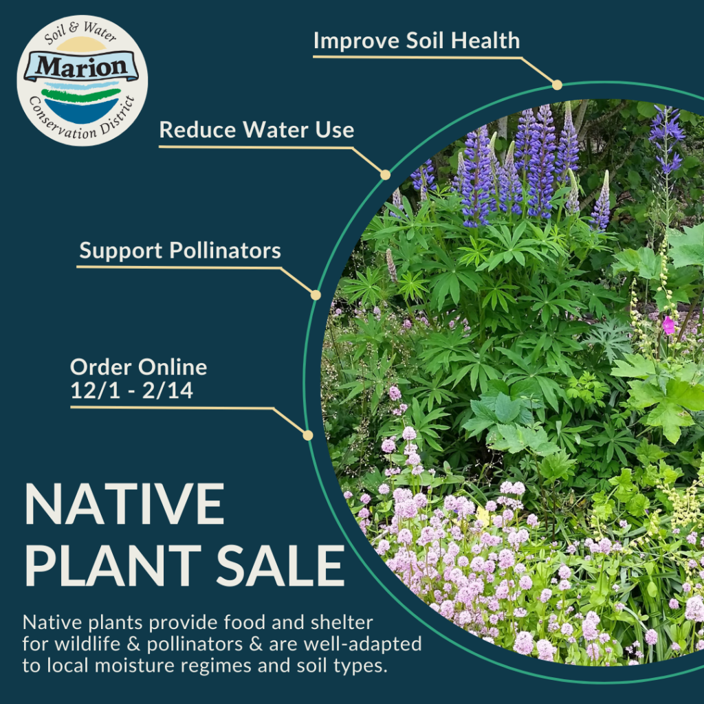 a sqaure graphic for the native plant sale with a photo of a native plant garden and some of the benefits of gardening with natives.