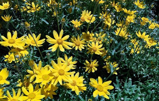 a patch of yellow Oregon Sunshine