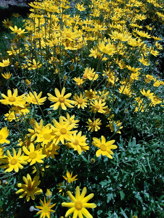 a patch of yellow Oregon Sunshine