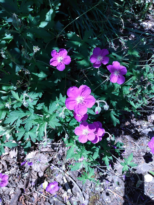 Western geranium