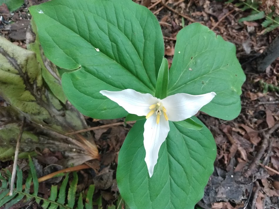 Trillium