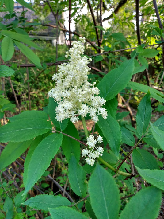 Elderberry