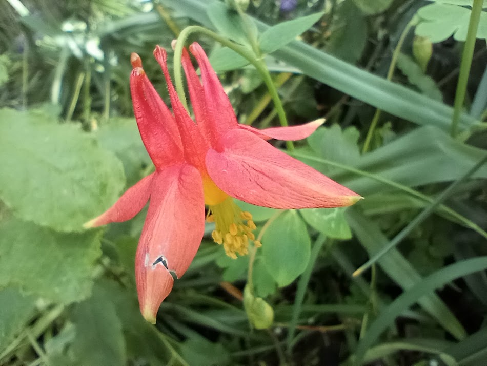 Red Columbine