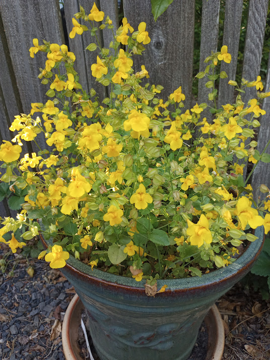 Yellow Monkeyflower in a container