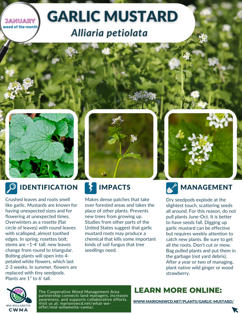 8.5 x 11 flyer for January 2025 Weed of the Month: Garlic Mustard with ID, impacts, and management tips.