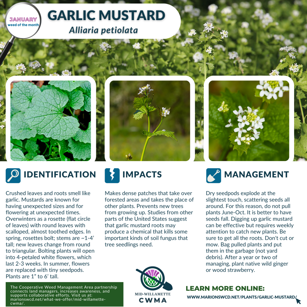 Square graphic for January 2025 weed of the month with ID, impacts, and management considerations.